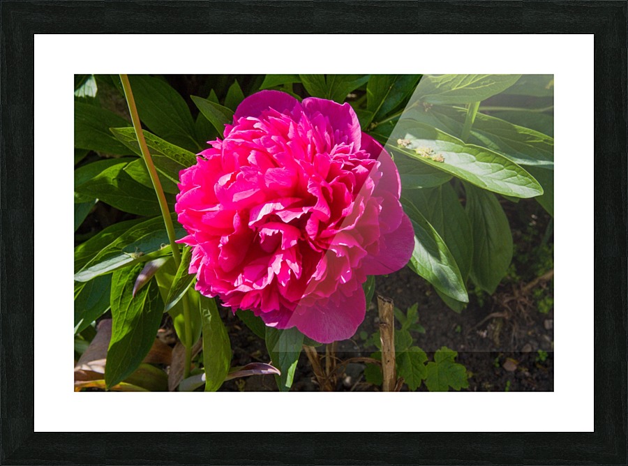 Pink Flower Picture Frame print