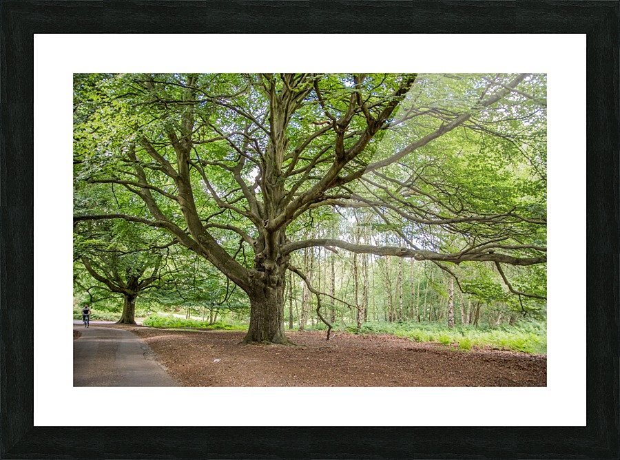 Majestic Tree Picture Frame print