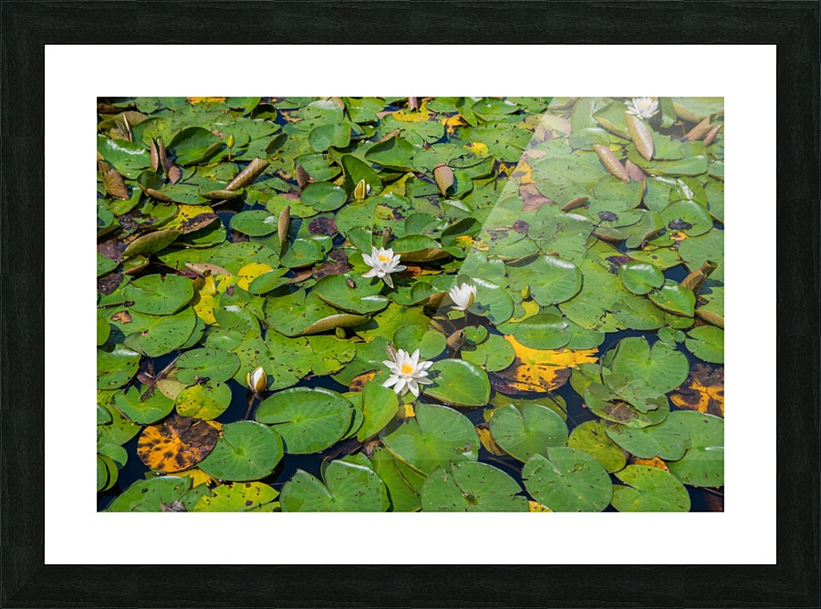 lily pads  Picture Frame print
