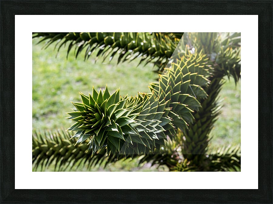 Plant Image Picture Frame print
