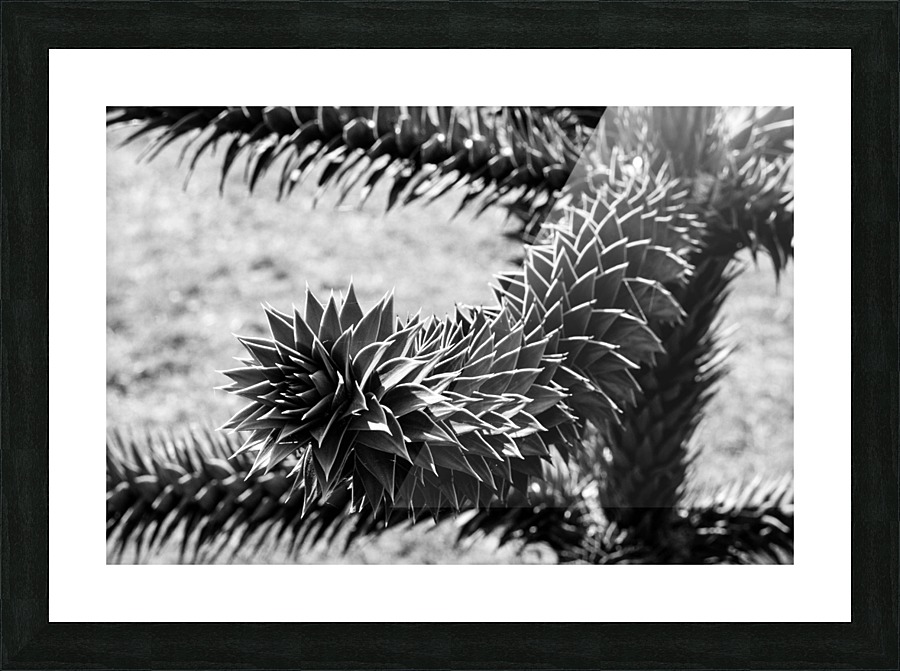 Plant Image BW Picture Frame print