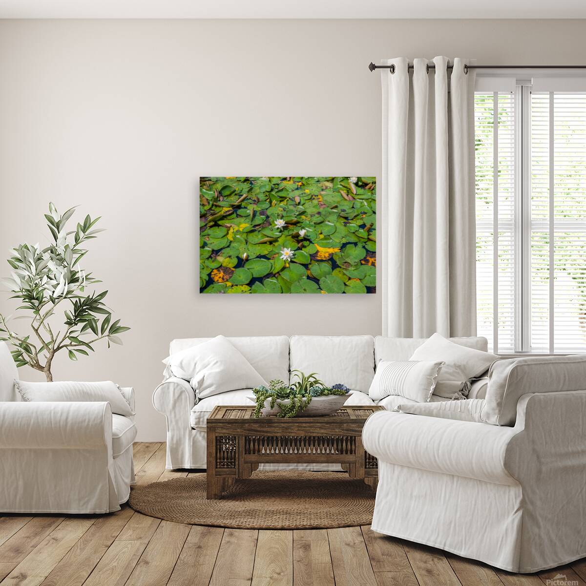 lily pads  Reproduction