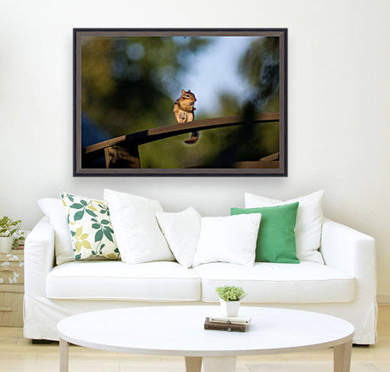 Squirrel Reproduction