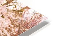Blossom Tree HD Metal print