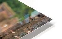 Pigeon HD Metal print