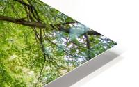 Majestic Tree HD Metal print