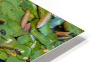 lily pads  HD Metal print