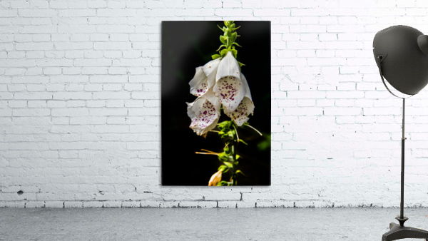 Foxgloves Flowers Wall Preview