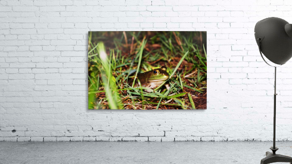 Frog Wall Preview