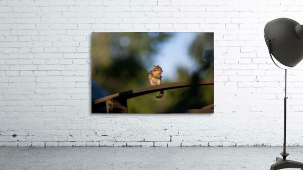 Squirrel Wall Preview