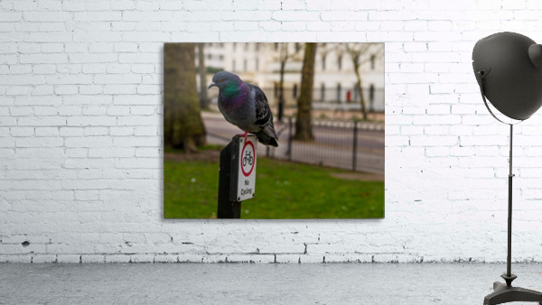 Pigeon Security Wall Preview