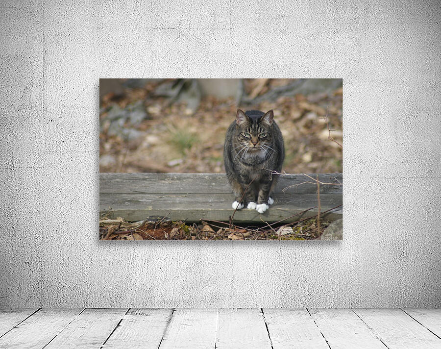 Serious Cat Wall Preview