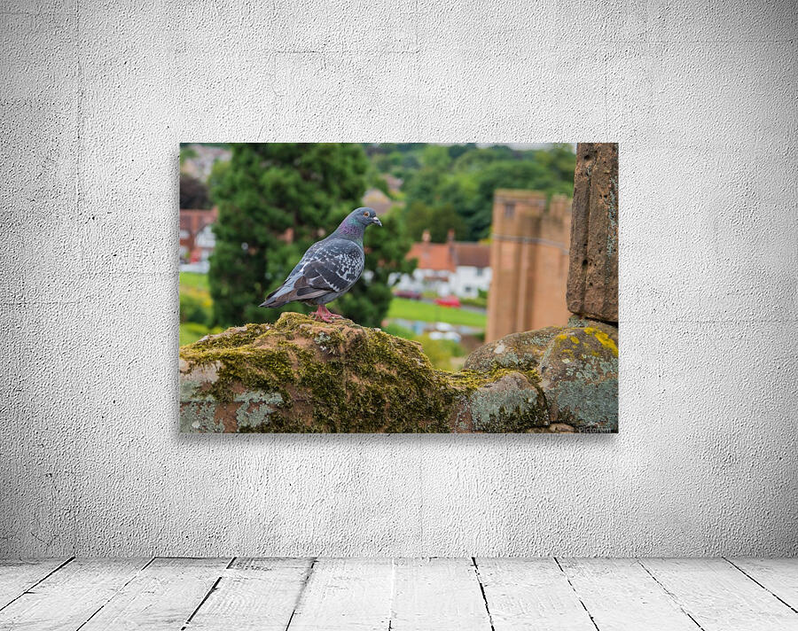 Pigeon Wall Preview