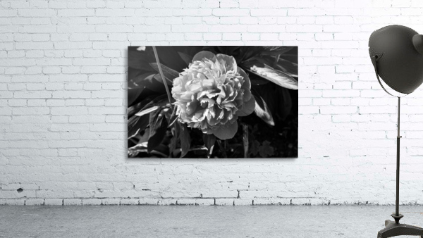 BW Flower Wall Preview