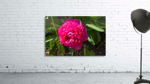 Pink Flower Wall Preview