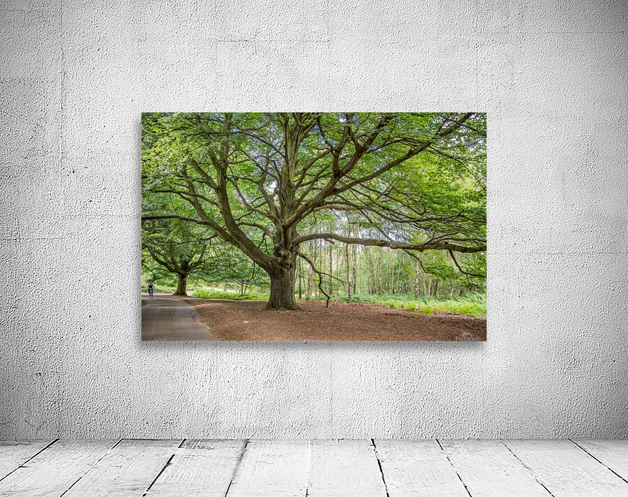 Majestic Tree Wall Preview