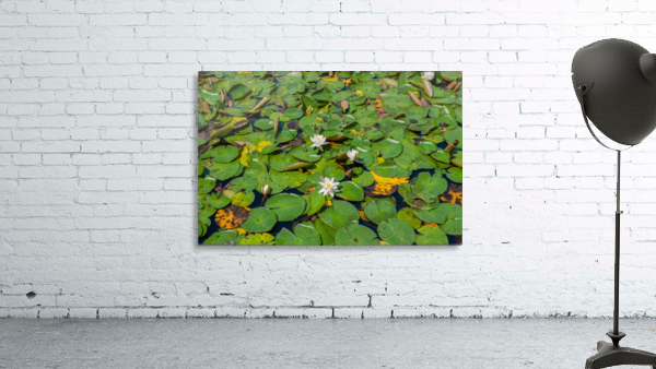 lily pads  Wall Preview