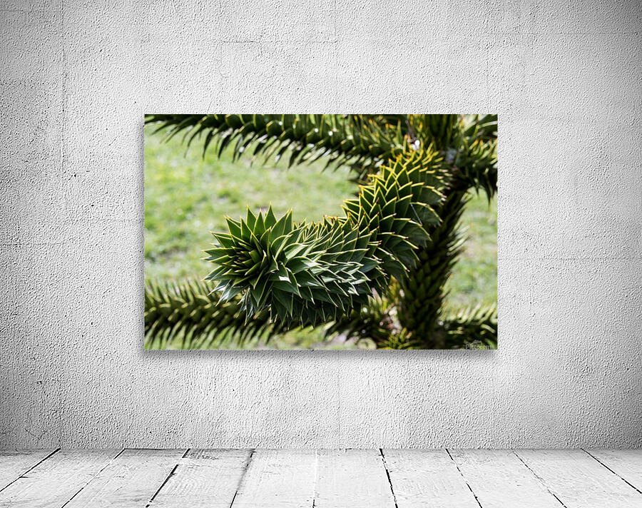 Plant Image Wall Preview