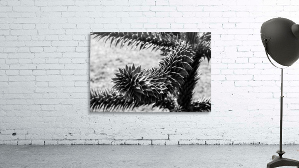 Plant Image BW Wall Preview