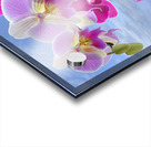 Colorful Purple Pink Orchid Spa Acrylic print