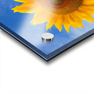 Sunflower Blue Sky Acrylic print