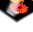 Sunny Gerbera Daisies On Black Acrylic print