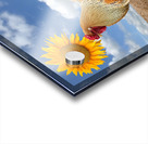 Good Morning Sunshine Rooster With Sunflower Acrylic print