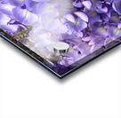 Purple Wisteria Flowers Acrylic print
