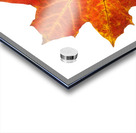 Autumn Leaf 3 Acrylic print