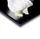 Matilija Poppy on Black Acrylic print