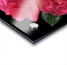 Pink Camelia on Black Vertical Acrylic print