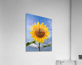Sunflower Blue Sky Acrylic Print