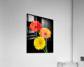Sunny Gerbera Daisies On Black Acrylic Print