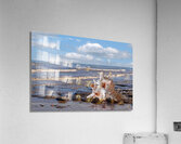 Call of the Ocean - Murex Seashell Acrylic Print