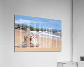 Summer Tide - Murex Seashell Acrylic Print