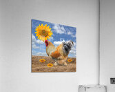 Good Morning Sunshine Rooster With Sunflower Acrylic Print