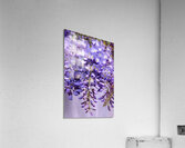 Purple Wisteria Flowers Acrylic Print