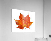 Autumn Leaf 3 Acrylic Print