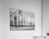 Autumn Days in Mono Acrylic Print