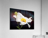 Matilija Poppy on Black Acrylic Print