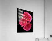 Pink Camelia on Black Vertical Acrylic Print