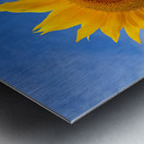 Sunflower Blue Sky Metal print