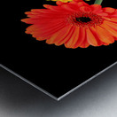 Sunny Gerbera Daisies On Black Metal print