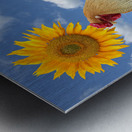 Good Morning Sunshine Rooster With Sunflower Metal print