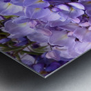 Purple Wisteria Flowers Metal print