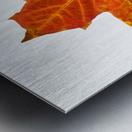 Autumn Leaf 3 Metal print