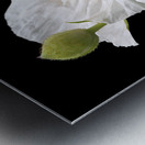 Matilija Poppy on Black Metal print