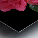 Pink Camelia on Black Vertical Metal print