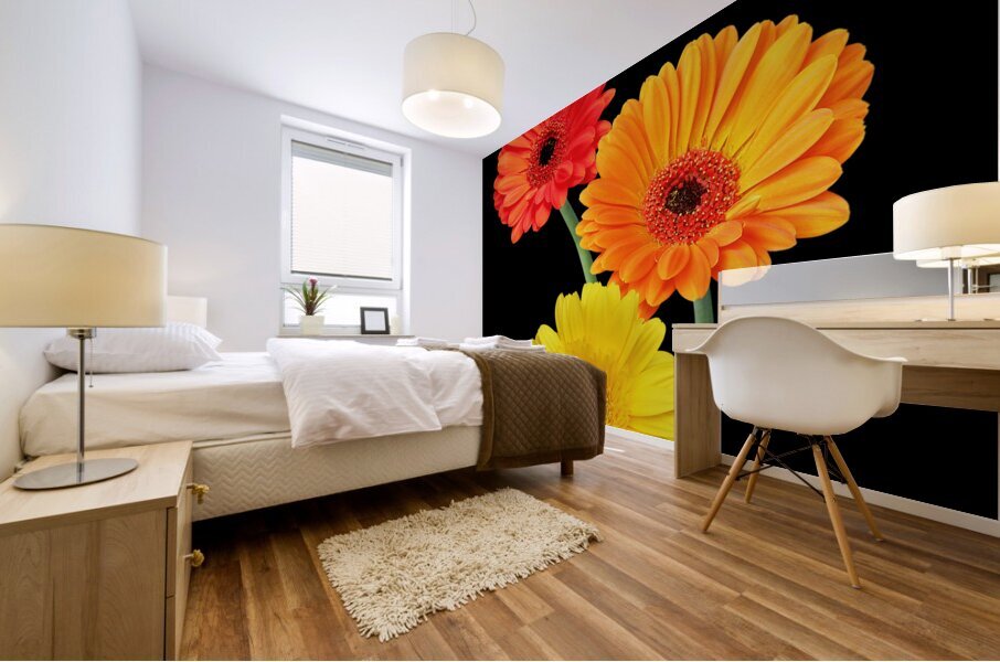 Sunny Gerbera Daisies On Black Mural print