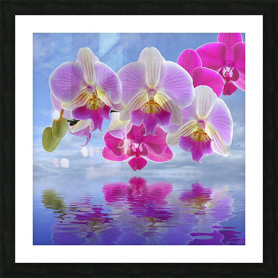 Colorful Purple Pink Orchid Spa Picture Frame print